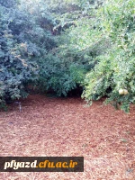 همایش تخصصی رویش دانشجومعلمان خواهر دانشگاه فرهنگیان در پردیس 8