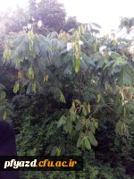 همایش تخصصی رویش دانشجومعلمان خواهر دانشگاه فرهنگیان در پردیس 9