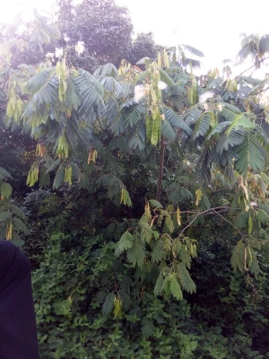 همایش تخصصی رویش دانشجومعلمان خواهر دانشگاه فرهنگیان در پردیس 9